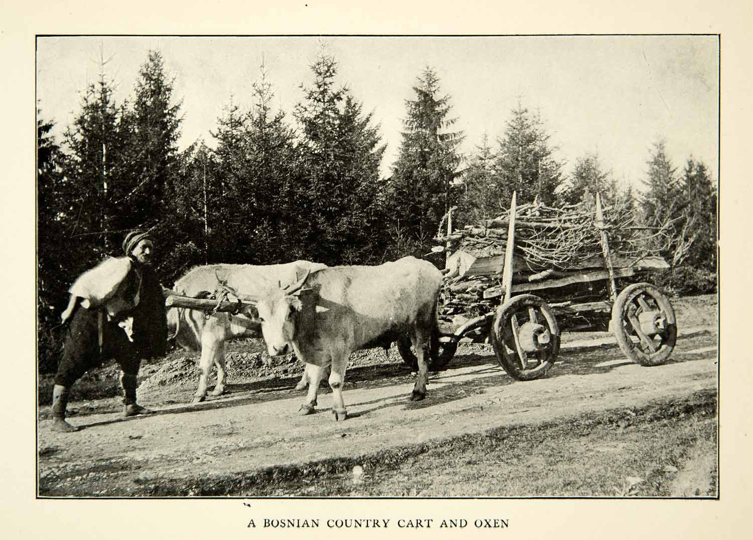1907 Print Bosnian Cart Oxen Farmer Traditional Lifestyle Eastern European XEKA9