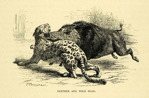 1878 Wood Engraving Panther Wild Boar Animal Leopard India Fight Hunting XGA4