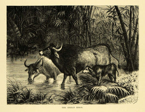 1878 Wood Engraving Indian Bison Gaur Animal Mammal India Wildlife Plants XGA4