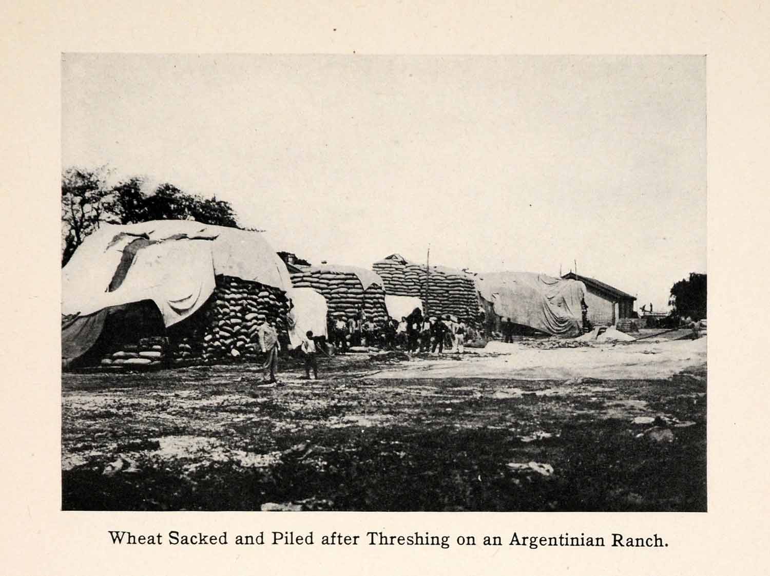 1913 Print Wheat Sacks Piled Threshing Argentinian Ranch Farming XGAA8