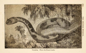 1836 Wood Engraving Egyptian Cerastes Viper Greek Myth Snake Serpent XGAA9