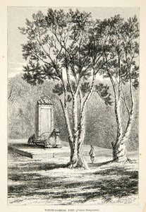 1863 Wood Engraving White Barked Pine Turtle Statue Tree Park Nature XGAD2