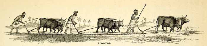 1858 Wood Engraving Art Oxen Plow Farming Agriculture Middle East XGAD7