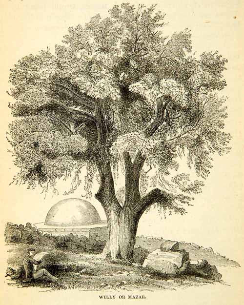 1858 Wood Engraving Art Oak Tree Grove Middle East Desert Plant Nature XGAD7