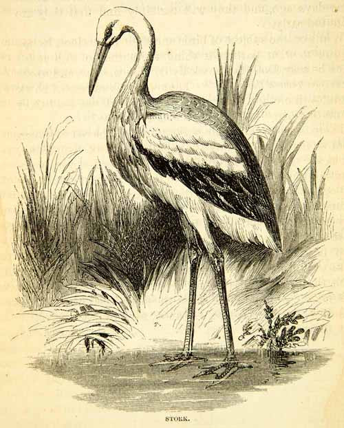 1858 Wood Engraving Art White Stork Bird Animal Wildlife Nature Ciconia XGAD7