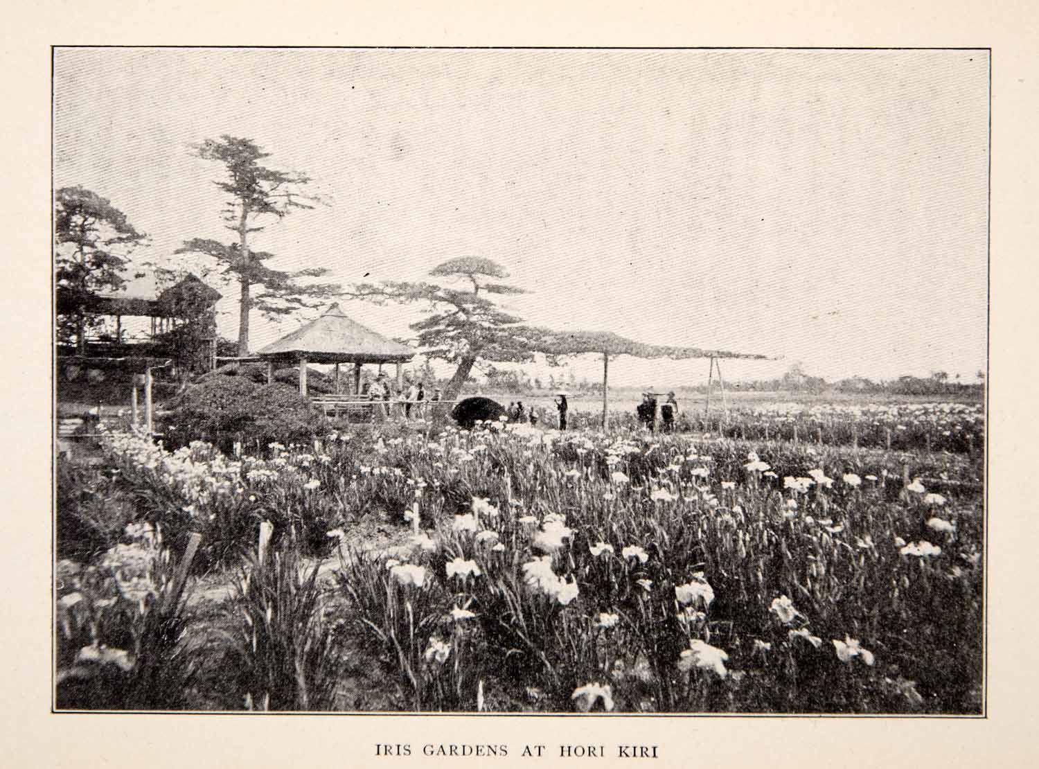 1902 Print Garden Hori Kiki Japan Iris Spring Nature Flowers Landscape XGAF2