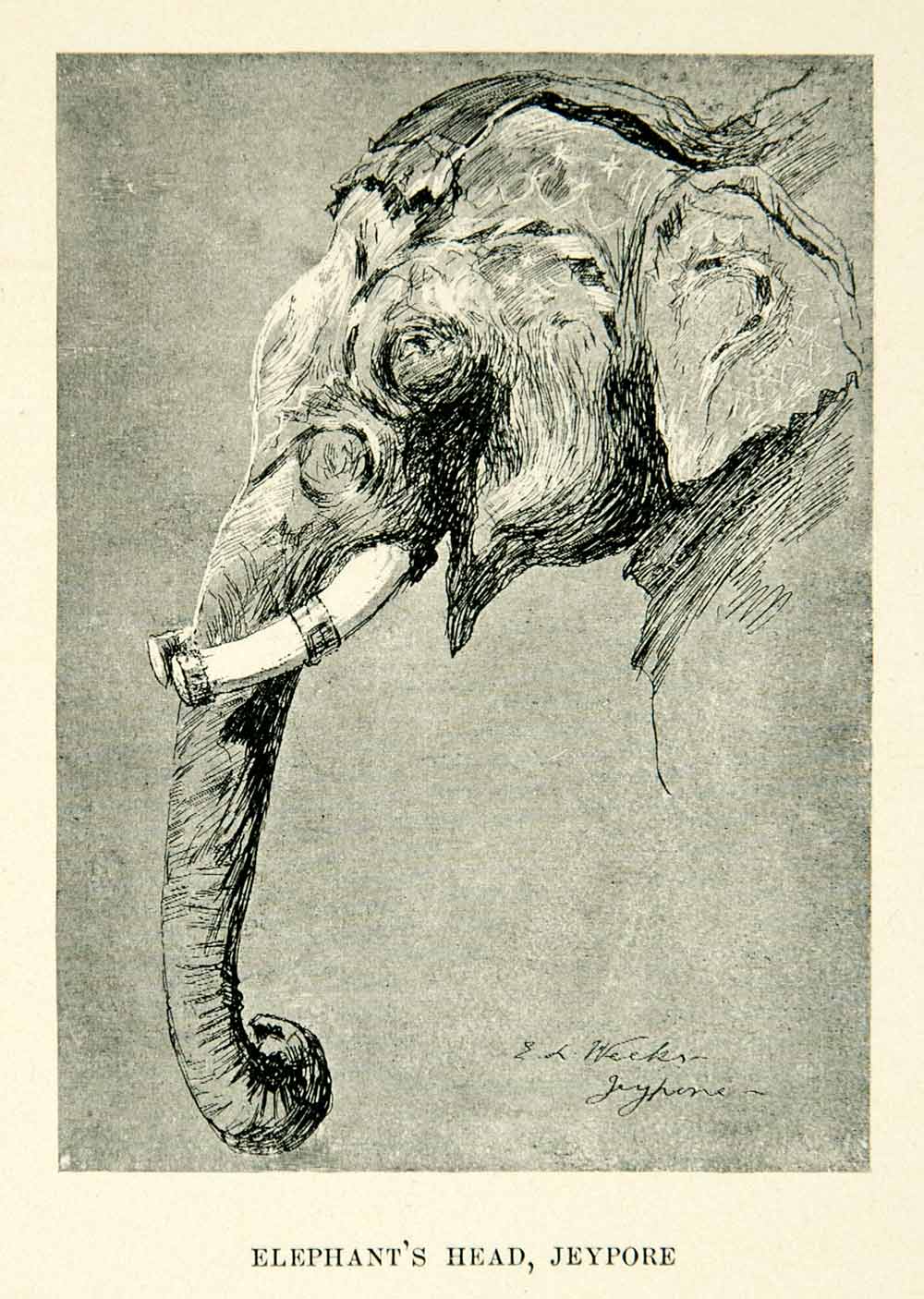 1896 Print Elephant's Head Jeypore India Edwin Lord Weeks Animal Trunk XGAF9