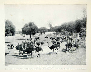 1925 Print Ostrich Farm South Africa Animal Bird Agriculture Wildlife XGAG2