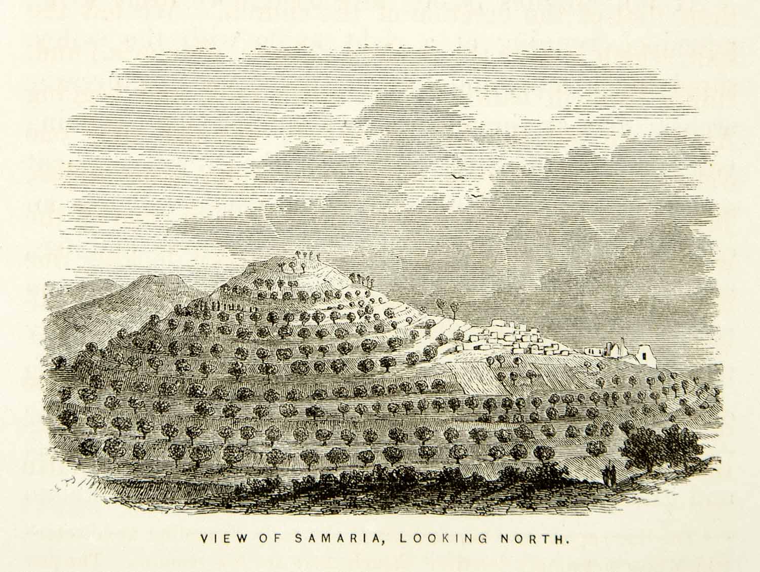 1859 Wood Engraving Samaria Terracing Shomron Grove Hillside Orchard XGAG3