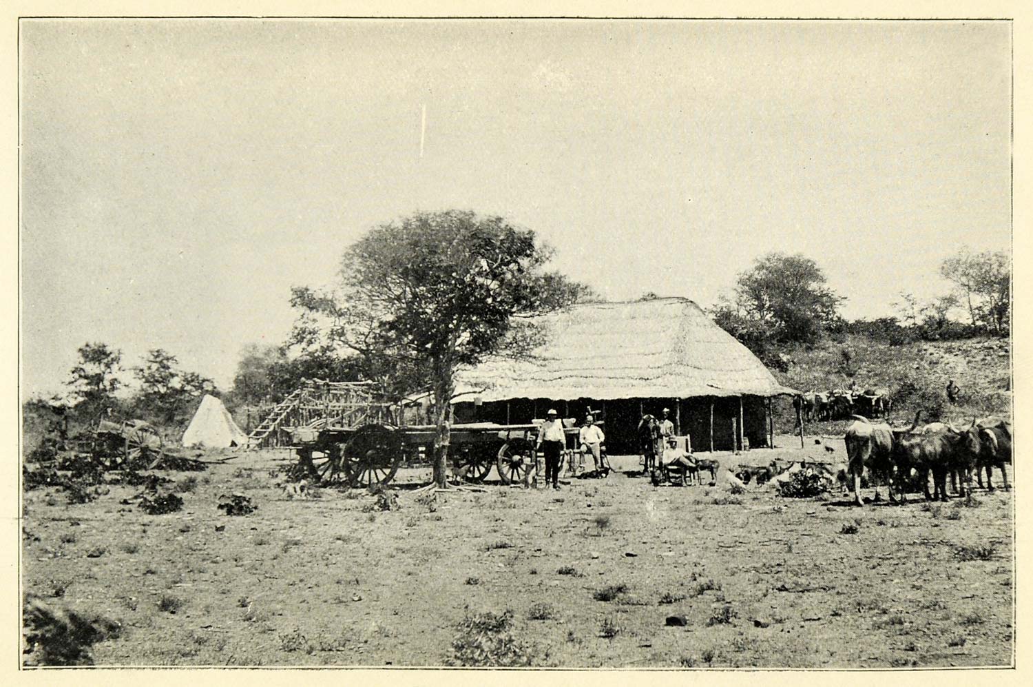 1899 Print Hotel Mashonaland Zimbabwe Province Farm Animal Bull Farming XGB9