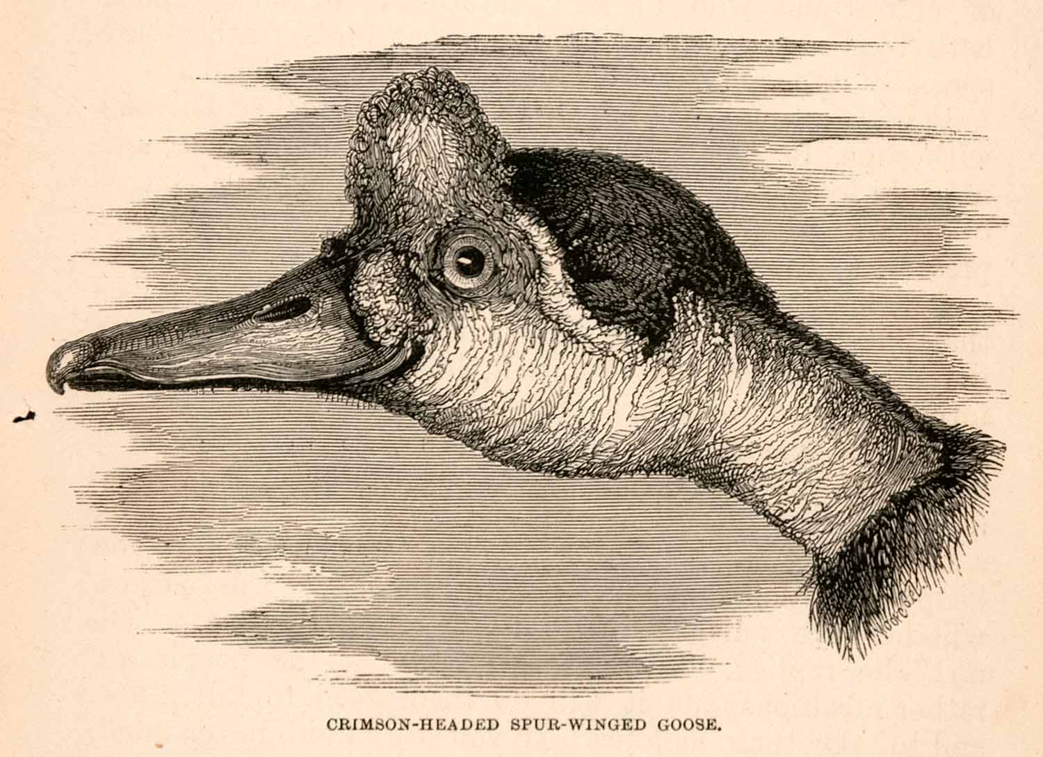 1868 Wood Engraving Crimson Headed Spur Wing Goose Animal Africa Bird XGBA1