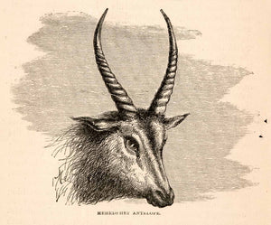 1868 Wood Engraving Mehedehet Antelope Africa Animal Wildlife Bust Head XGBA1