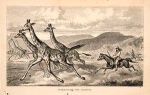 1868 Wood Engraving Giraffes Overhauling Hunt Landscape Scenery Animal XGBA1