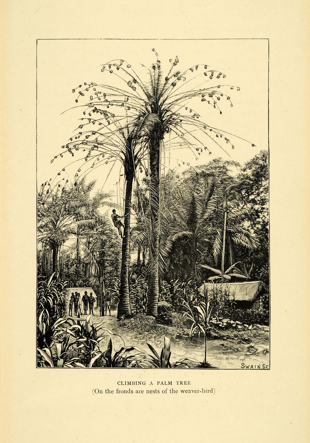 1900 Wood Engraving Congo Africa Indigenous Cultural People Climbing Palm XGC4