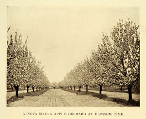 1911 Print Nova Scotia Apple Orchard Blossom Agriculture Farming Canada XGC6