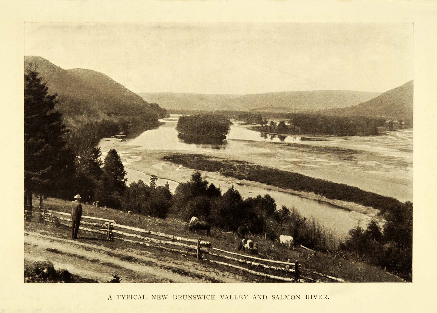 1911 Print New Brunswick Canada Salmon River Valley Landscape Cow Pasture XGC6