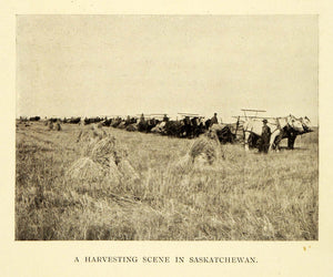 1911 Print Harvest Farmers Farming Hay Saskatchewan Canada Agriculture Cows XGC6