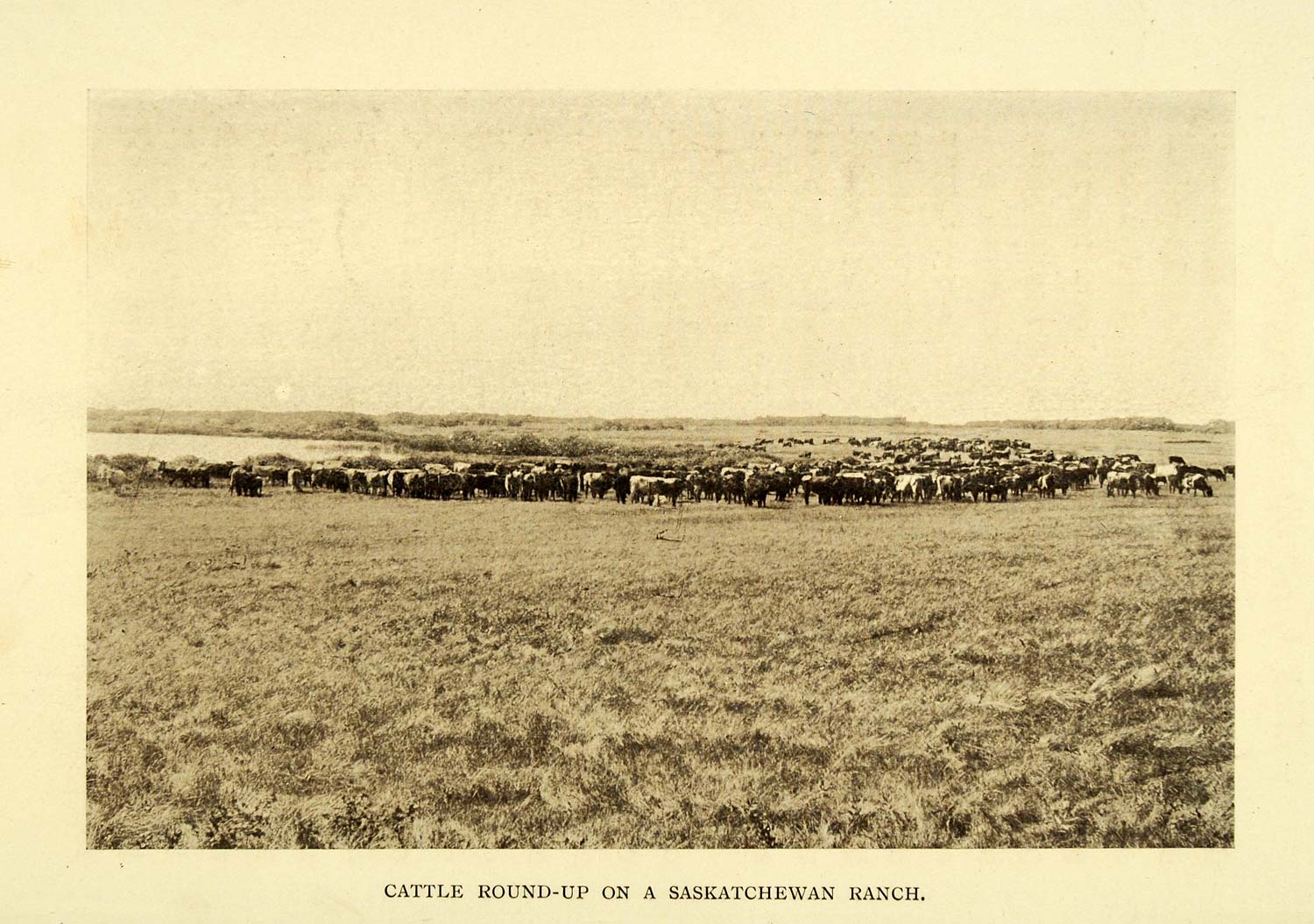 1911 Print Cattle Saskatchewan Ranch Canada Livestock Farm Animal Field XGC6