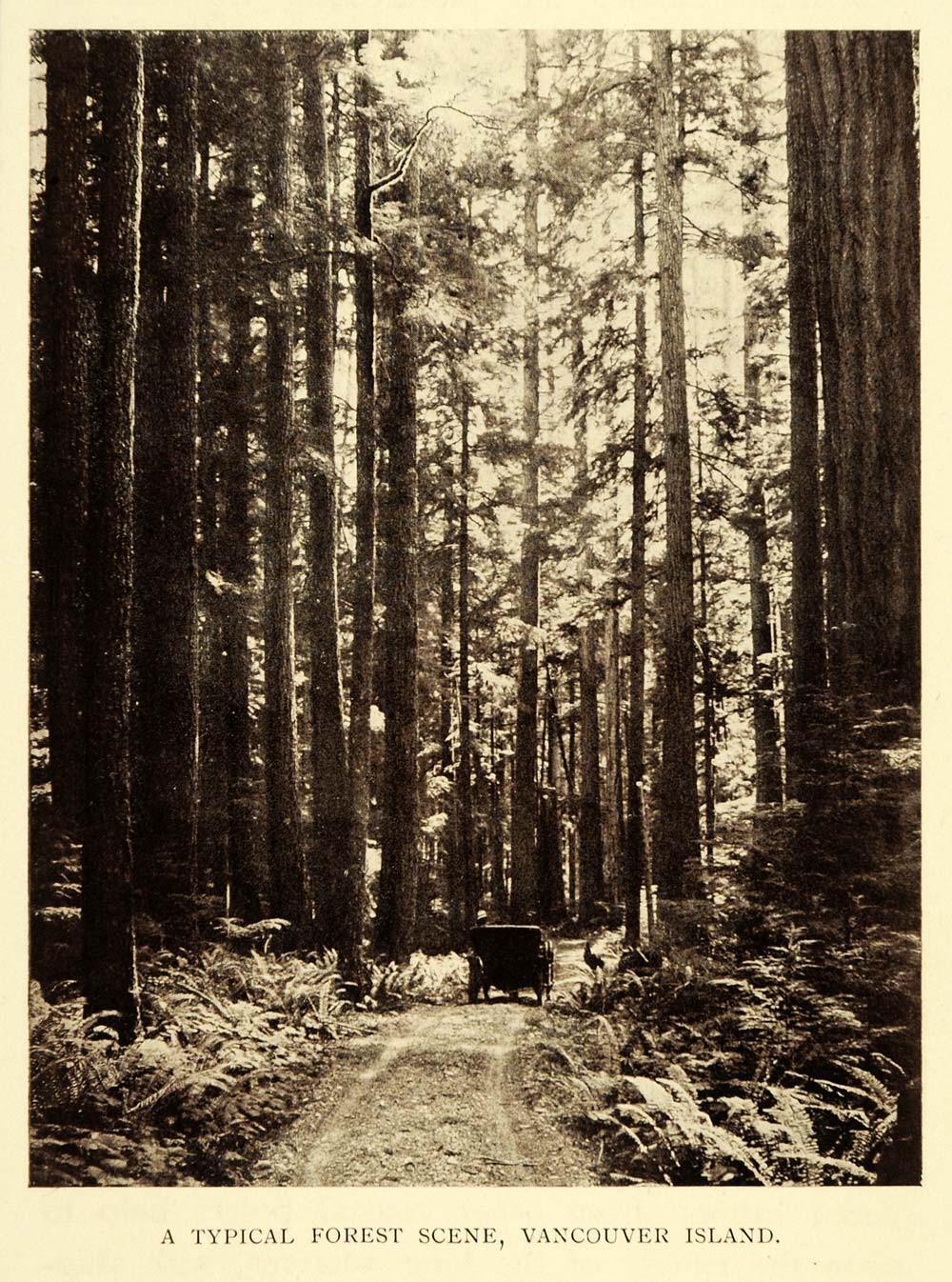 1911 Print Forest Scene Vancouver Island British Columbia Canada Horse XGC6