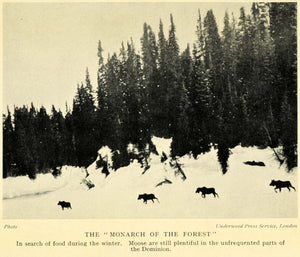 1927 Print Moose Food Winter Snow Animal Mammal Canada Wintertime Pine Tree XGC7