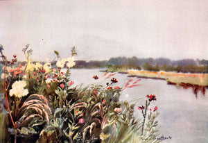 1906 Print Frank Southgate Bure Bank River Marsh Wetlands Wild Flower XGCA5