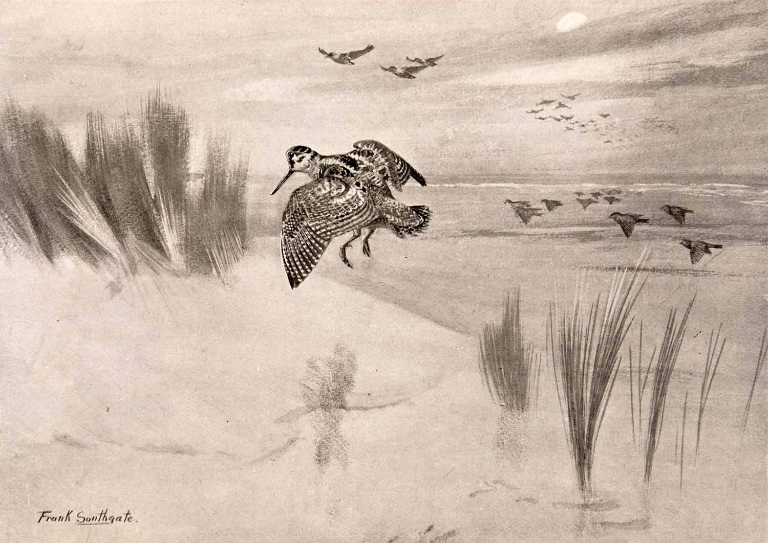 1906 Print Frank Southgate October Moon Bird Shore Marsh Wetlands Lake Art XGCA5