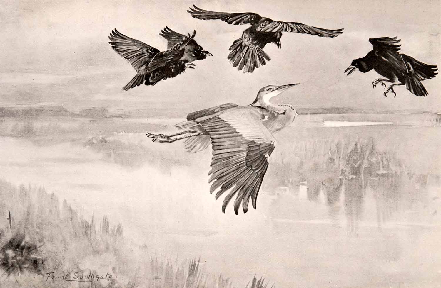 1906 Print Frank Southgate Rooks Mobbing Heron Bird Lake Marsh Wetlands XGCA5