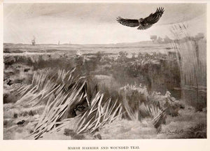 1906 Print Frank Southgate Sparrow Hawk Marsh Wetlands Harrier Teal XGCA5