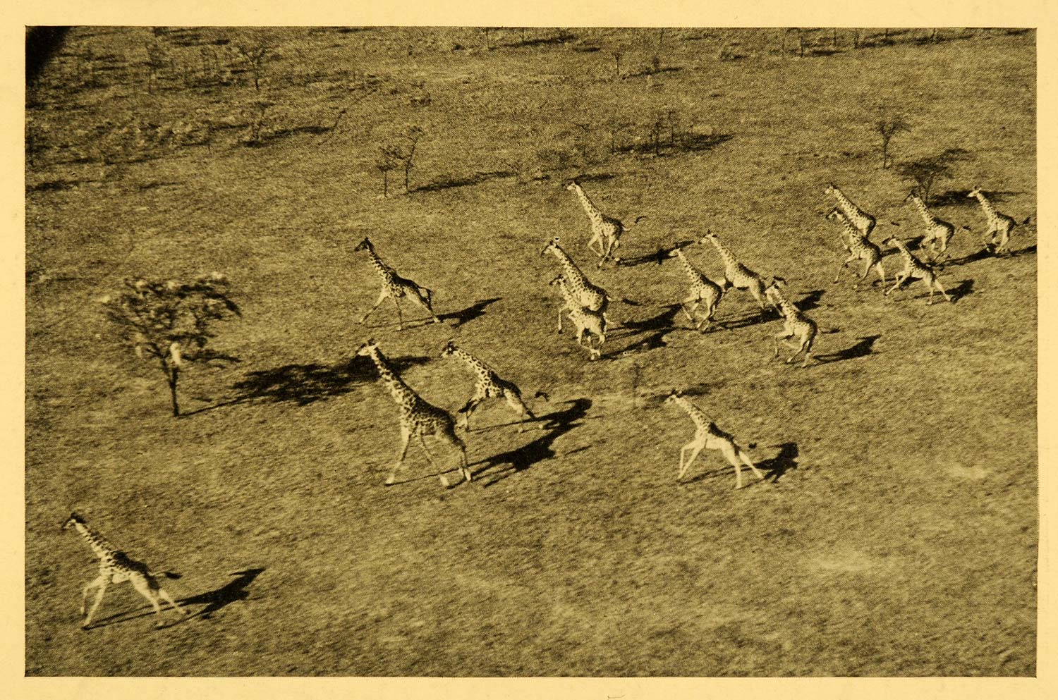 1935 Print Stampede Herd Giraffe Game Mammal Africa Plain Ungulate African XGD5