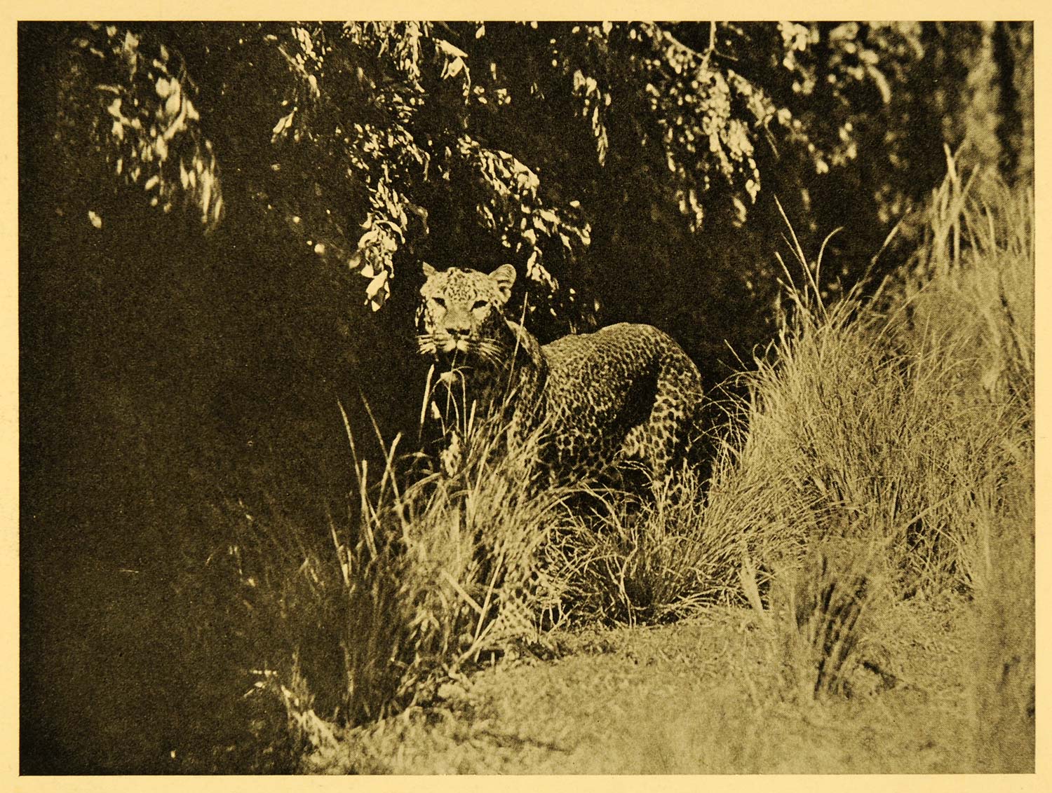 1935 Print Mountain Leopard Plains Mammal Carnivore Predator Animal XGD5