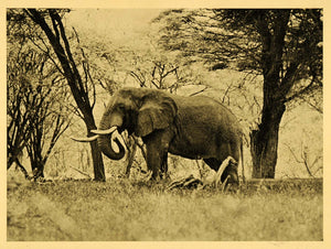 1935 Print Sleeping Elephant Africa Savanna Tree Mammal Wildlife Animal Art XGD5