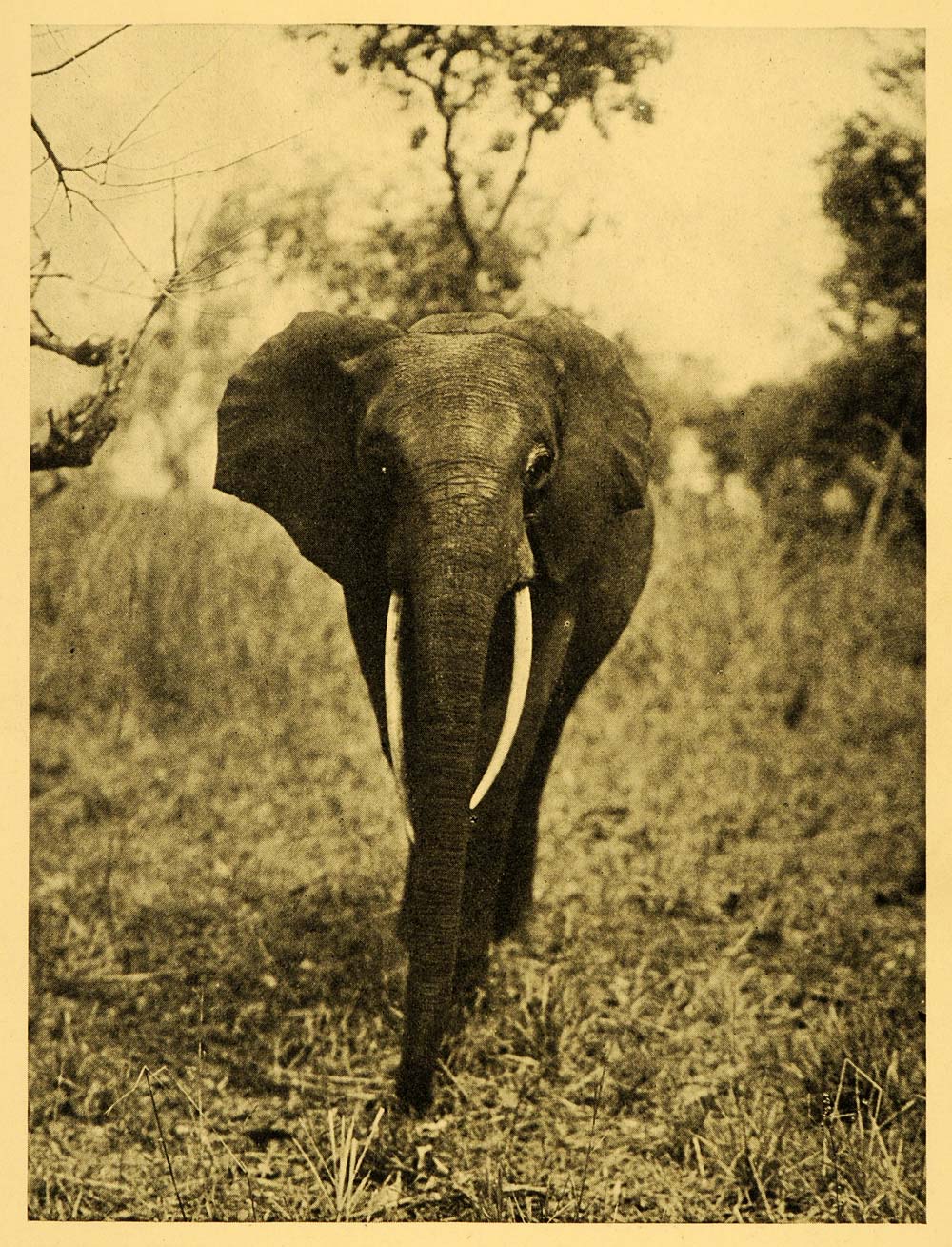 1935 Print Congo Elephant Ituri Forest Rainforest Zaire Tusks Mammal Animal XGD5