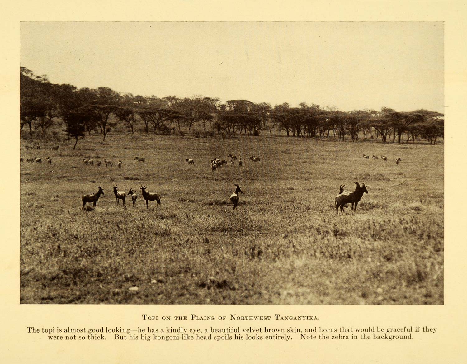 1928 Print Topi Plains Serengeti Zebra Herd Animal Tanzania Africa Prey XGD6