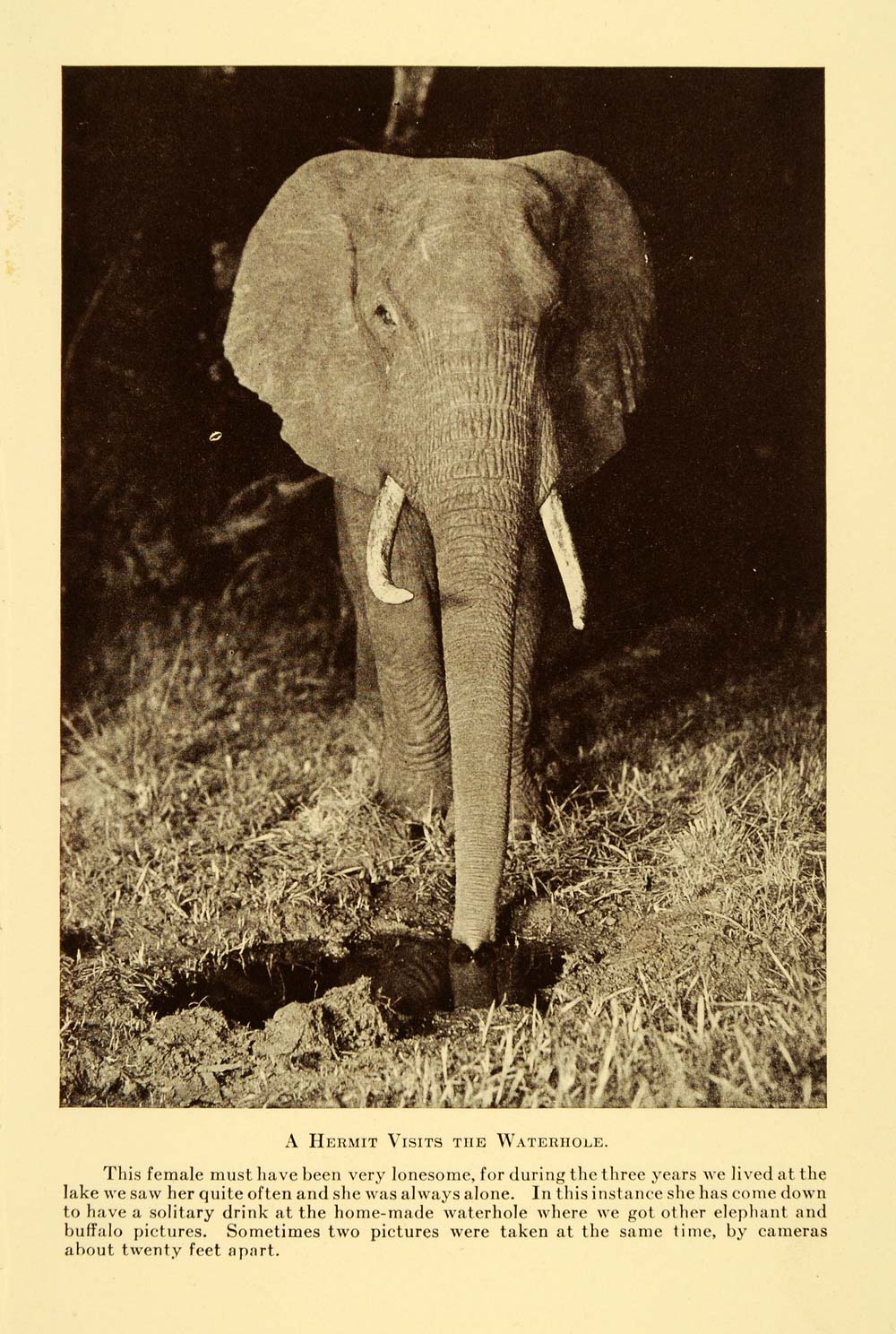 1928 Print Female African Elephant Waterhole Marsabit Park Lake Paradise XGD6