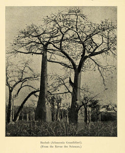 1901 Print Boab Boabab Tree Species Madagascar Dendrology Natural History XGD8