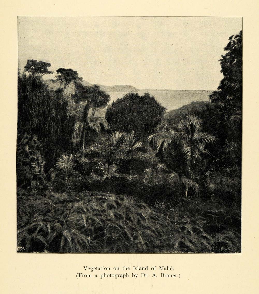 1901 Print Mahe Madagascar Vegetation Natural History Dr. Brauer XGD8