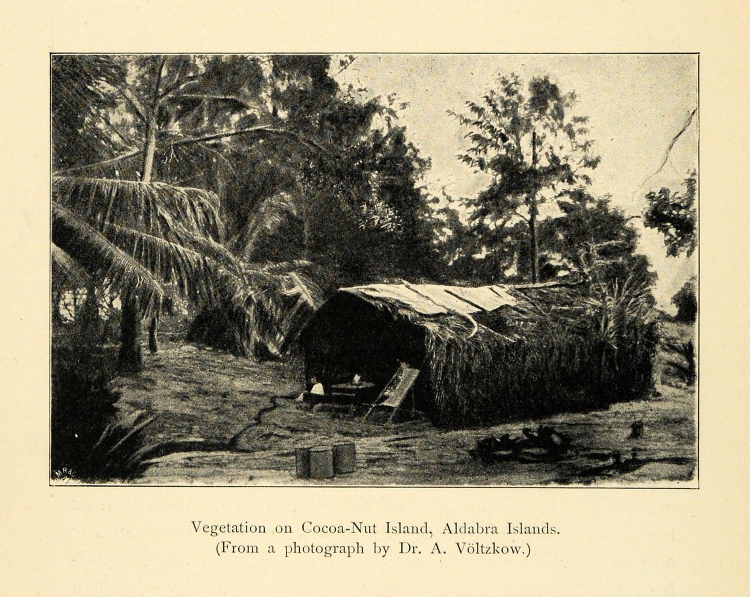 1901 Print Cocoa Nut Aldabra Madagascar Vegetation Dr. Voltzkow Photography XGD8
