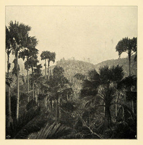 1901 Print Lodoicea Seychellarum Praslin Island Madagascar A. Brauer XGD8