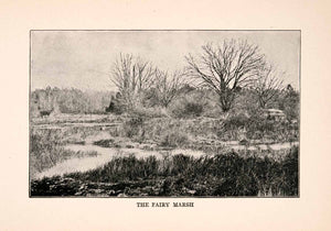 1905 Print Fairy Marsh Swampland Trees Vegetation Waterway Landscape XGDA1