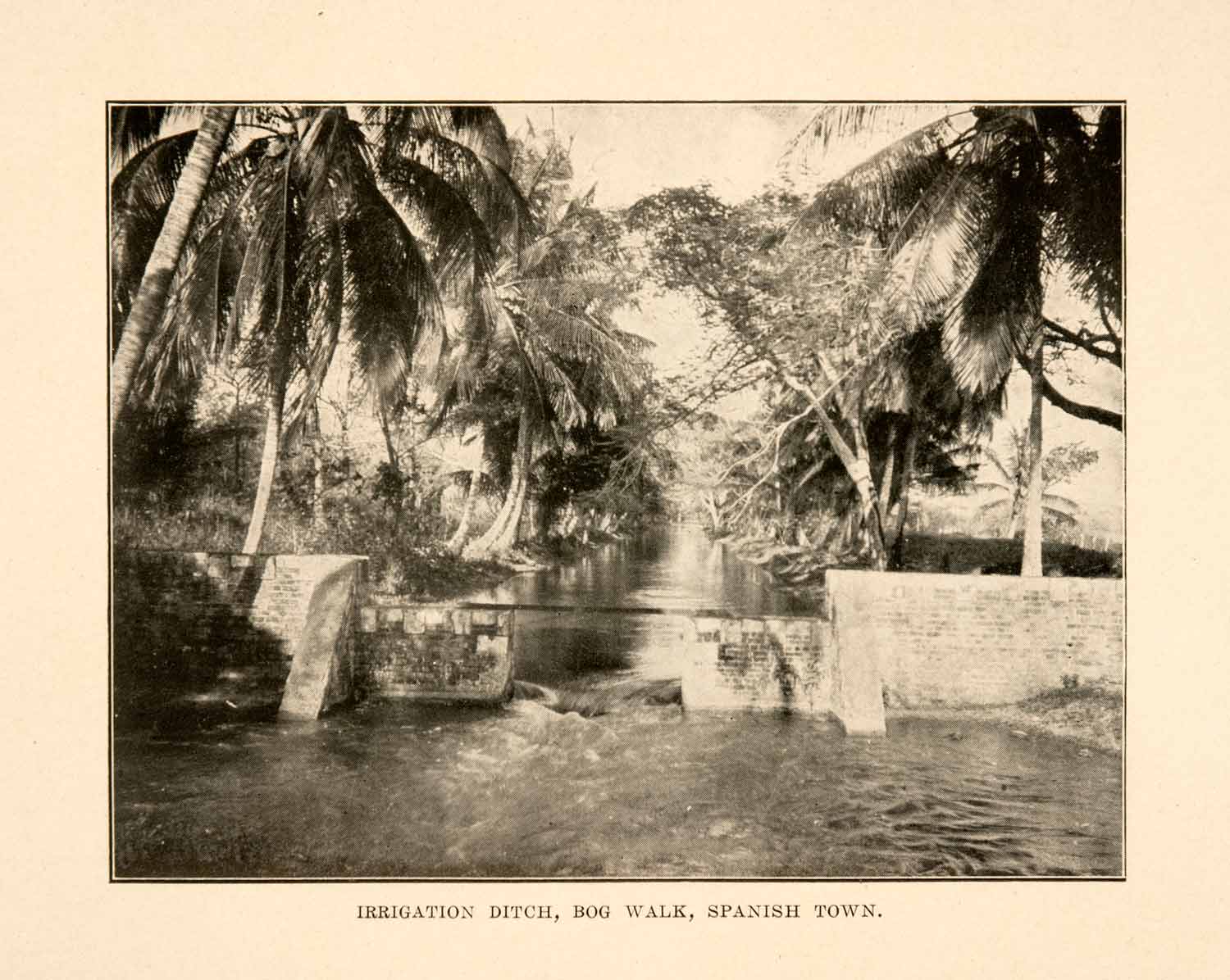 1908 Print Irrigation Ditch Bog Walk Spanish Town Water Palm Tree XGDA2
