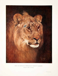 1900 Color Print Lion Cub Zoological Head Color Painted Panthera Africa XGDC7