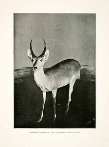 1900 Print Reedbuck Antlers Africa Antelope Animal Antelope Ears Mammal XGDC7