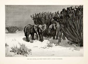 1900 Print Elephants Africa Desert Euphorbia Plants Dry Tusk Shrub Her –  Period Paper Historic Art LLC