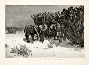 1900 Print Elephants Africa Desert Euphorbia Plants Dry Tusk Shrub Herd XGDC7