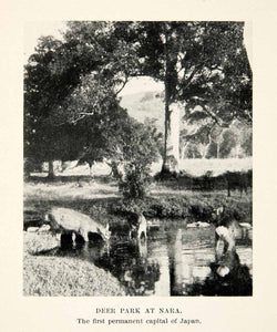 1905 Print Deer Park Landscape Nara Japan Kansai Tree Animal Wildlife XGDD2