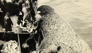 1939 Print Fishing Herring Pure Seine Iceland Industry Haul School Fish XGE6