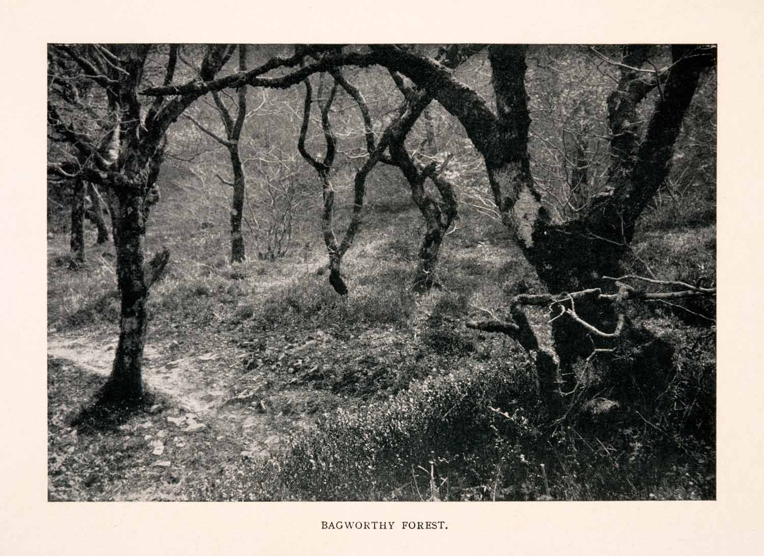 1906 Halftone Print Bagworthy Badgworthy Badgery Forest Ward Devon England XGEA1