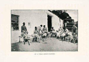 1902 Print Dale Sheep Clipping Wool England Animal Sheering Agriculture XGEA3