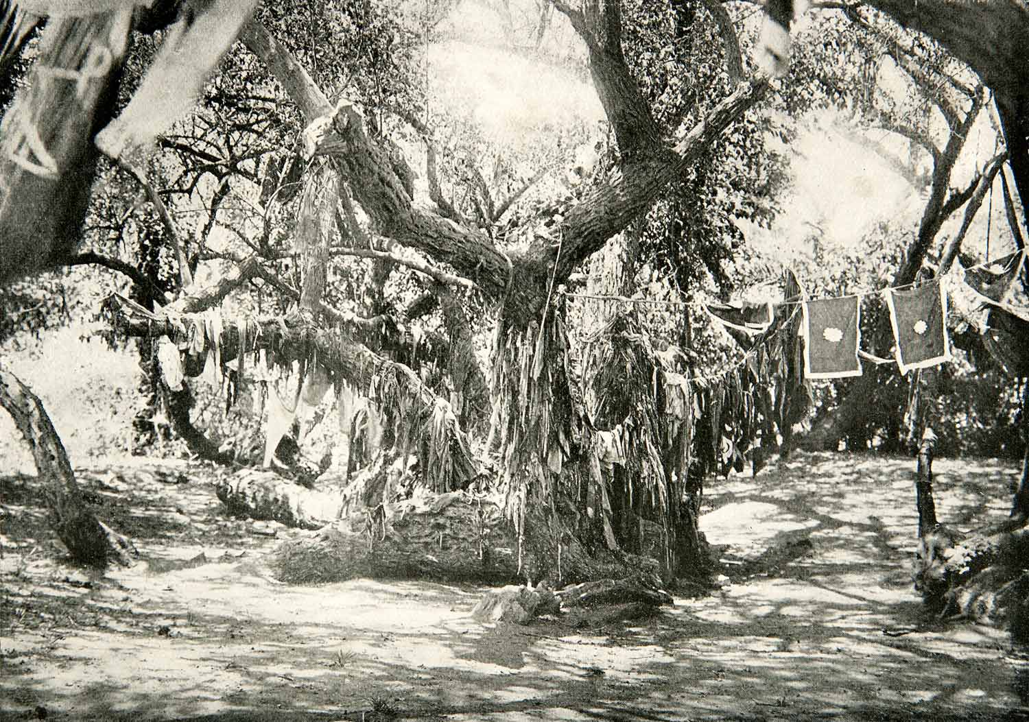 1918 Print Nabk Holy Tree Great Age Sacred Lotus Pilgrimage Cloth Flags XGEC2