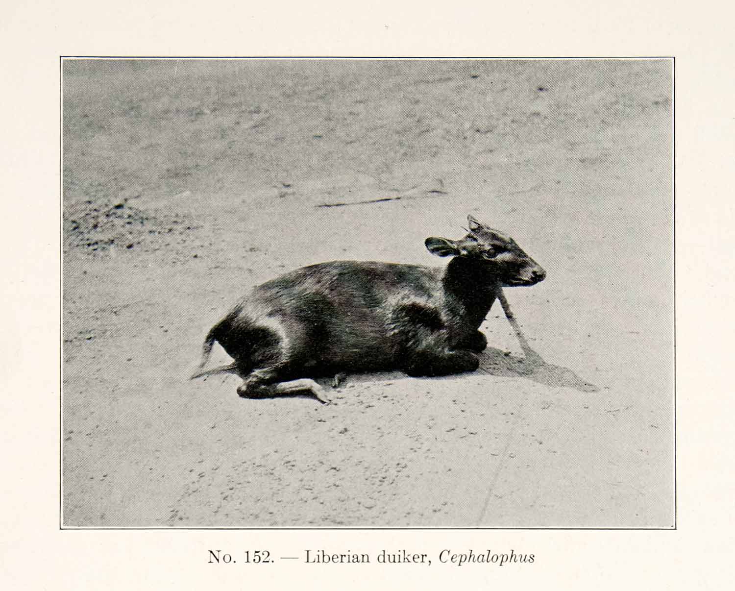 1930 Print Liberian Duiker Cephalophus Africa African Animal Antelope XGEC4